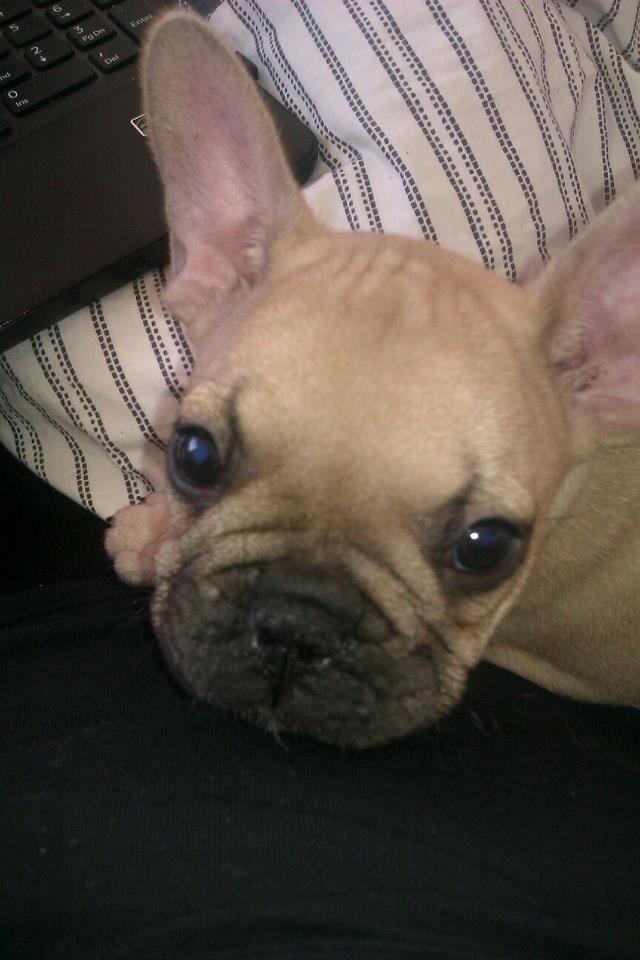 Fransk bulldog Jason billede 1