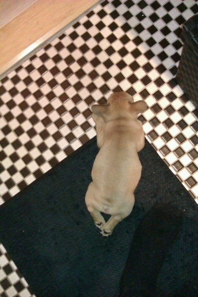 Fransk bulldog Jason billede 2