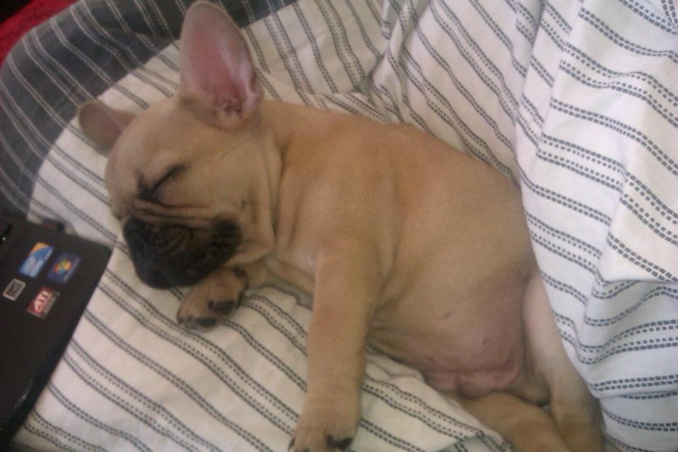 Fransk bulldog Jason billede 3