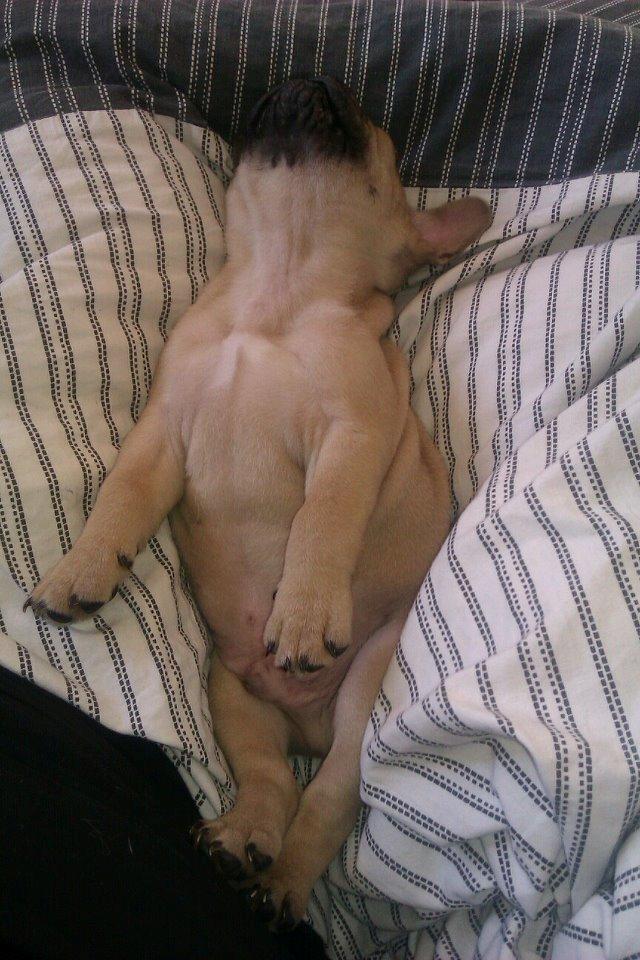 Fransk bulldog Jason billede 4