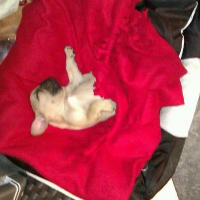 Fransk bulldog Jason billede 5