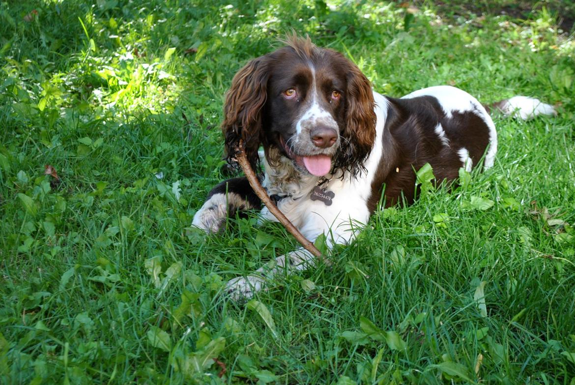 Engelsk springer spaniel Arki billede 6