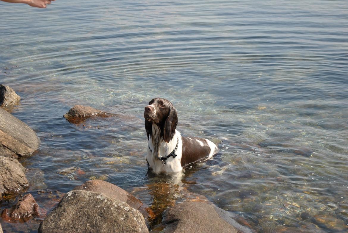 Engelsk springer spaniel Arki billede 7