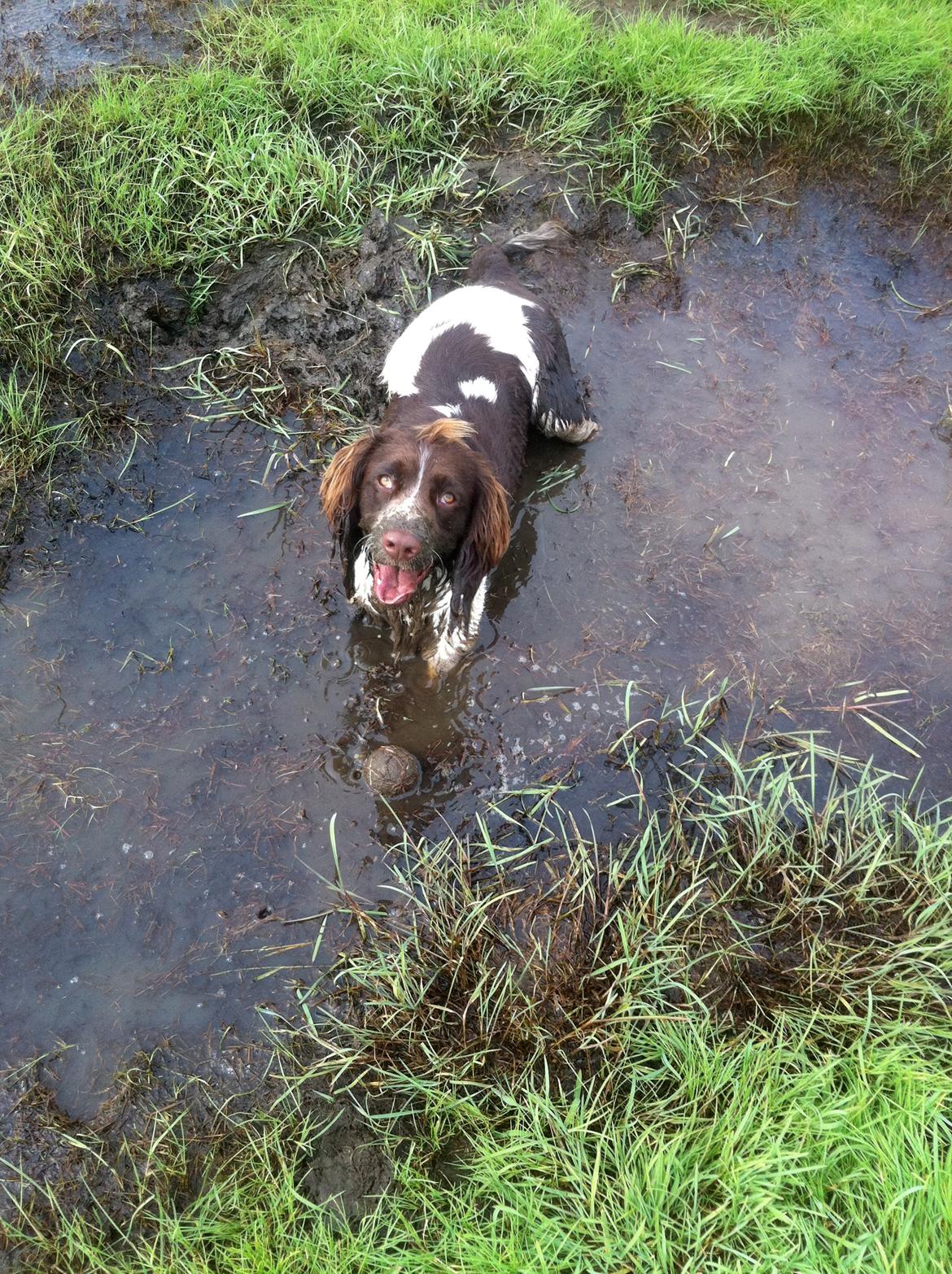 Engelsk springer spaniel Arki billede 9