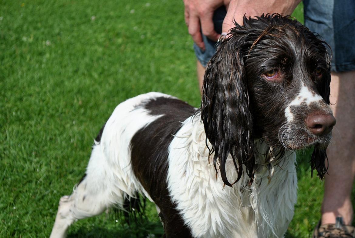 Engelsk springer spaniel Arki billede 5