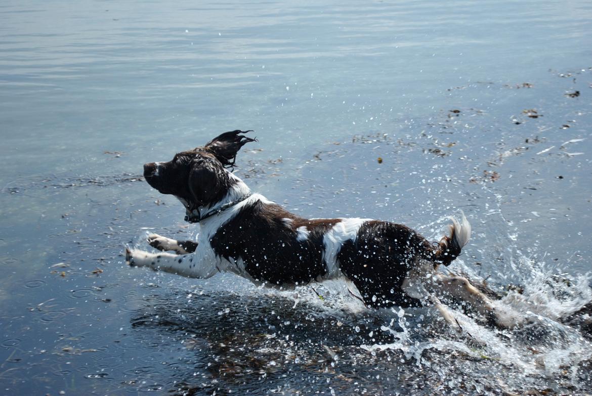 Engelsk springer spaniel Arki billede 4