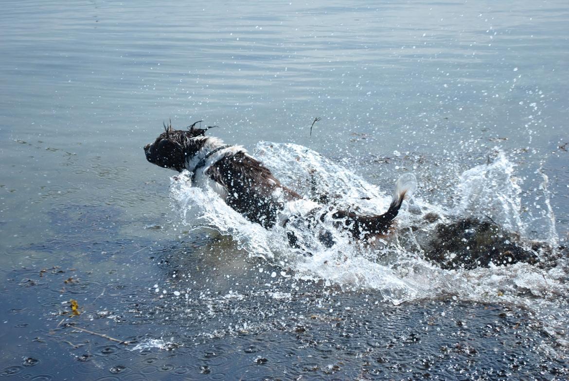 Engelsk springer spaniel Arki billede 8