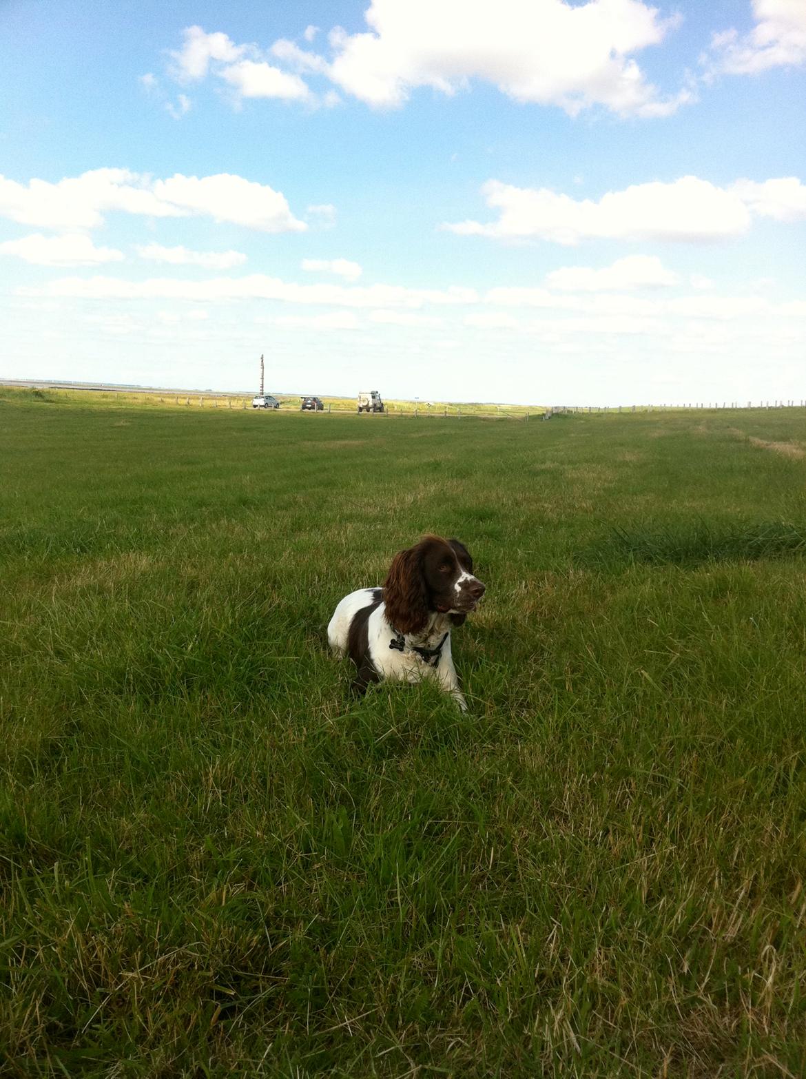 Engelsk springer spaniel Arki billede 10