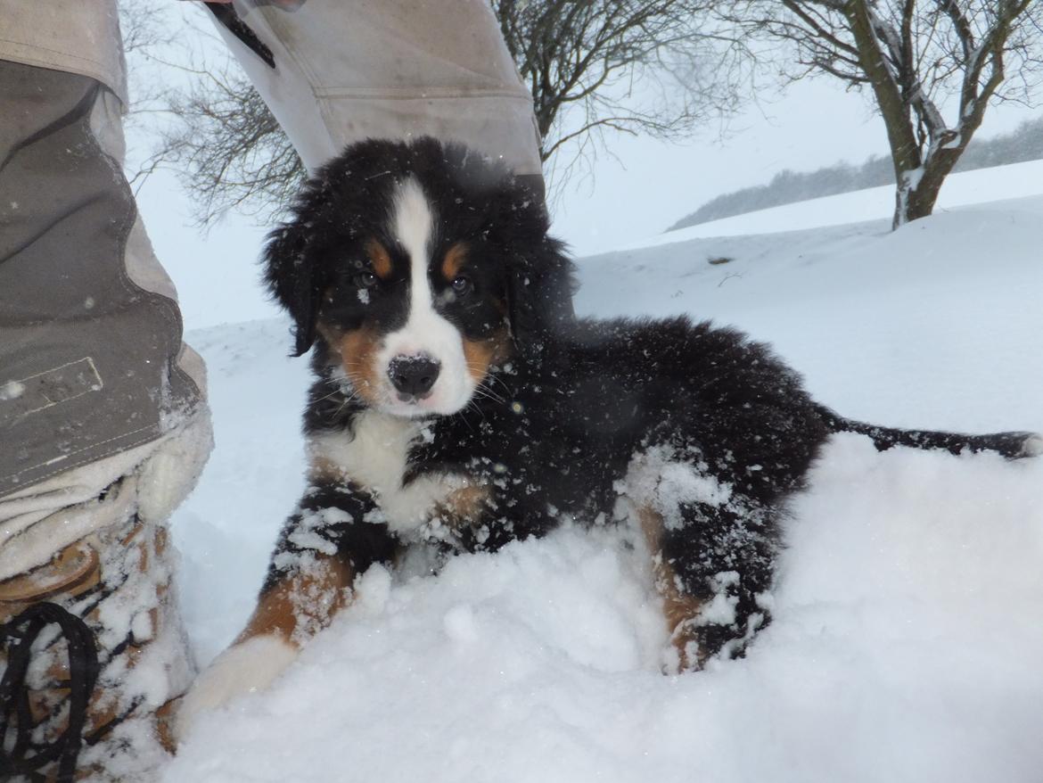 Berner sennenhund Hansennens Raventos - Det er hårdt at lege vildt med katten i sneen. Tiltrængt hvil op ad far :-) billede 1