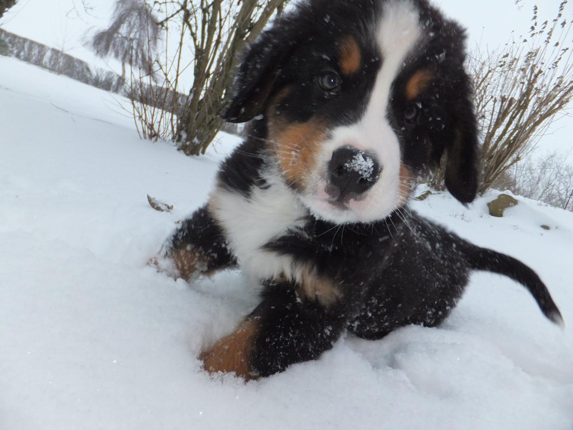 Berner sennenhund Hansennens Raventos - Hvad er det du har der??? billede 2