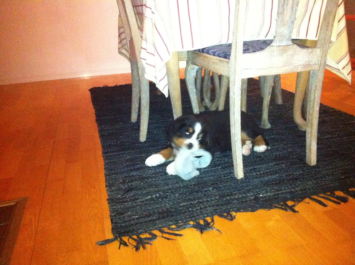 Berner sennenhund Hansennens Raventos - Far er kørt ud og rydde sne... Så låner jeg lige hans strømpe imens :-D billede 3