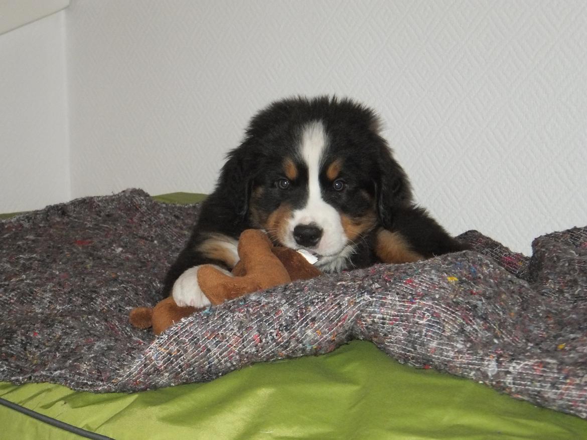 Berner sennenhund Hansennens Raventos - Deeejlig bamse! billede 4
