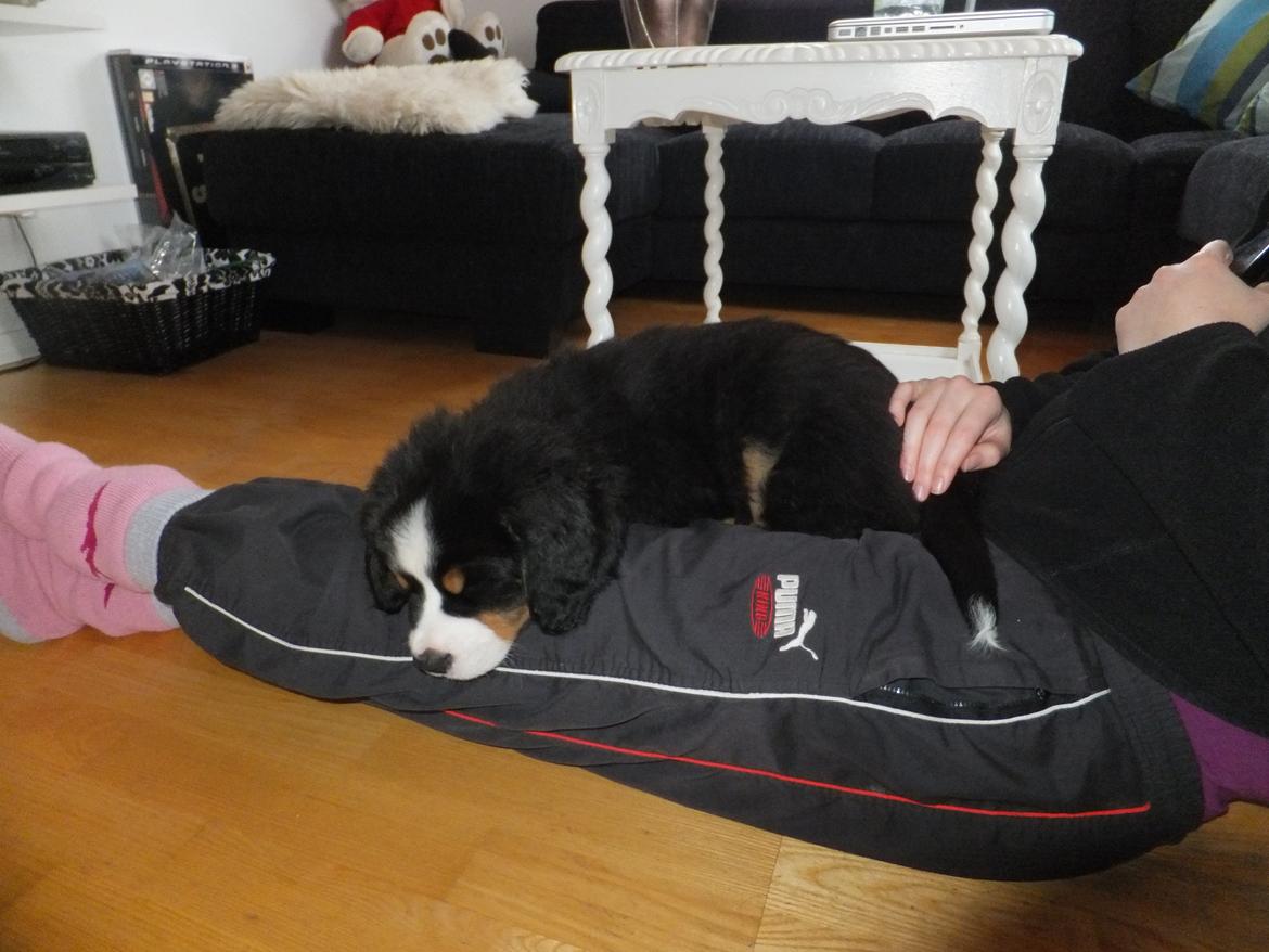 Berner sennenhund Hansennens Raventos - Tager en tiltrængt lur på mors skød. <3 billede 5