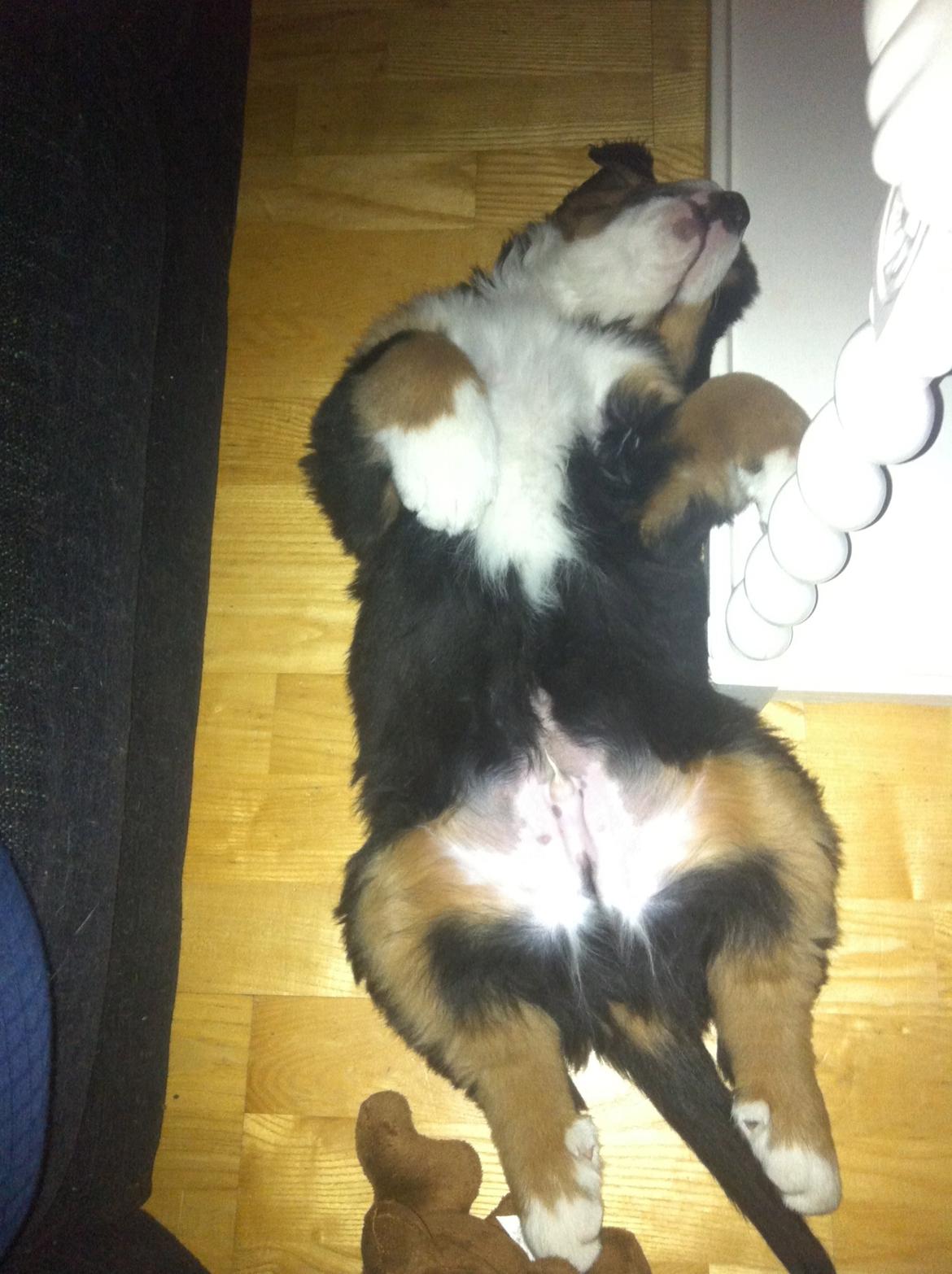 Berner sennenhund Hansennens Raventos - Sover tungt.. billede 6