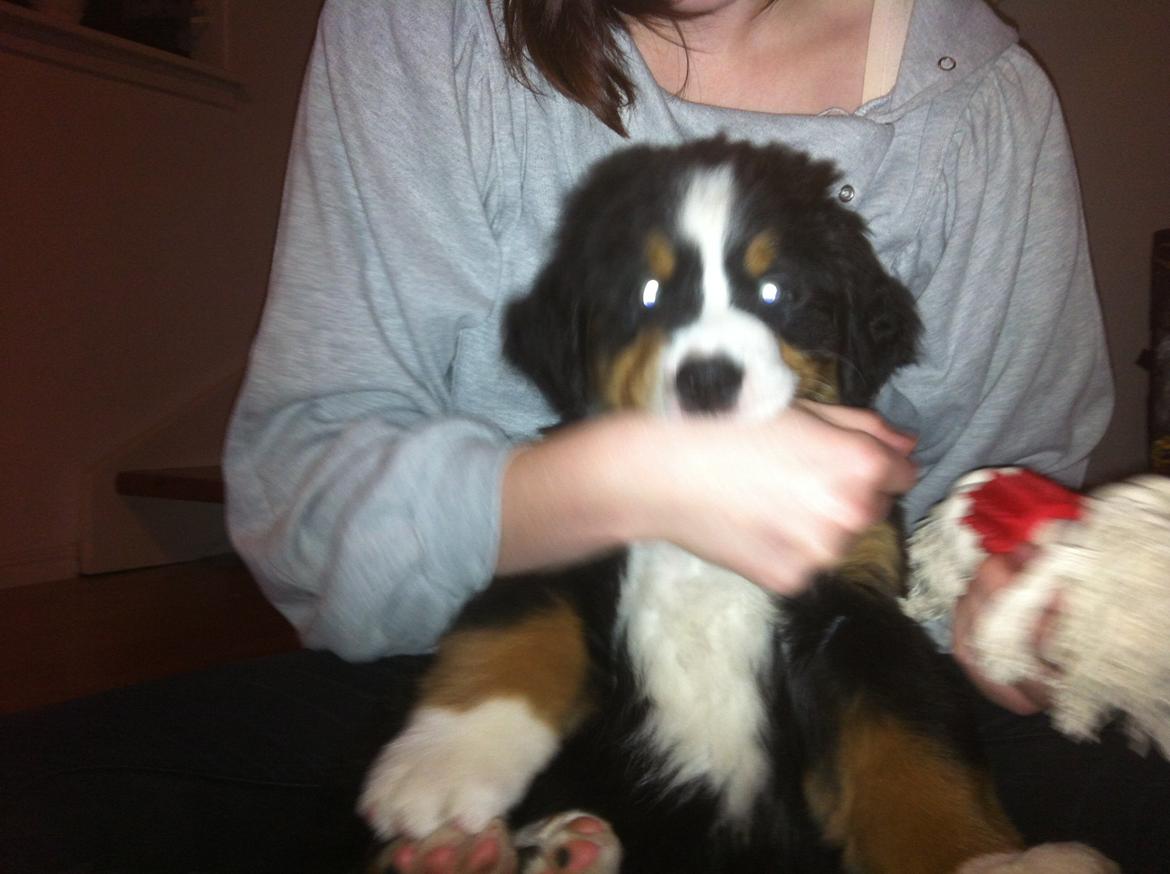 Berner sennenhund Hansennens Raventos - Så er der total styr på mor!  billede 7