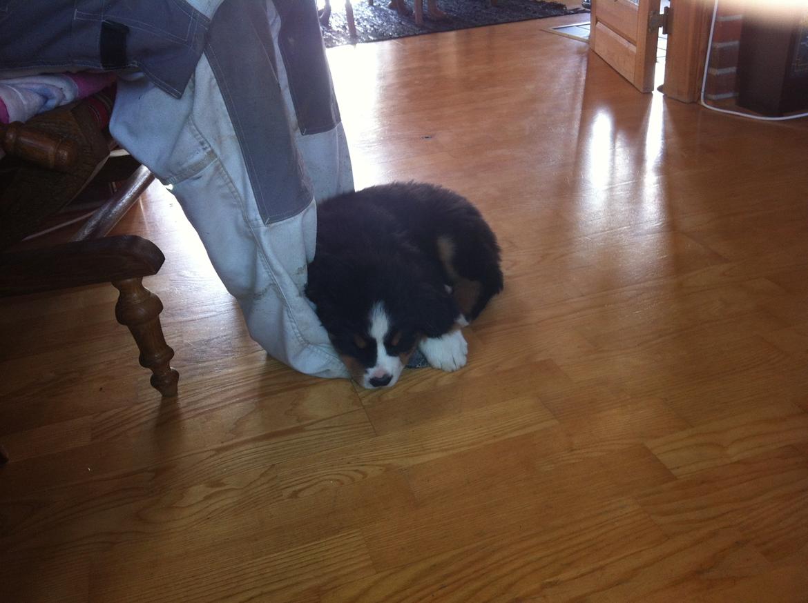 Berner sennenhund Hansennens Raventos - Og far, han går heller ingen steder :-) billede 8