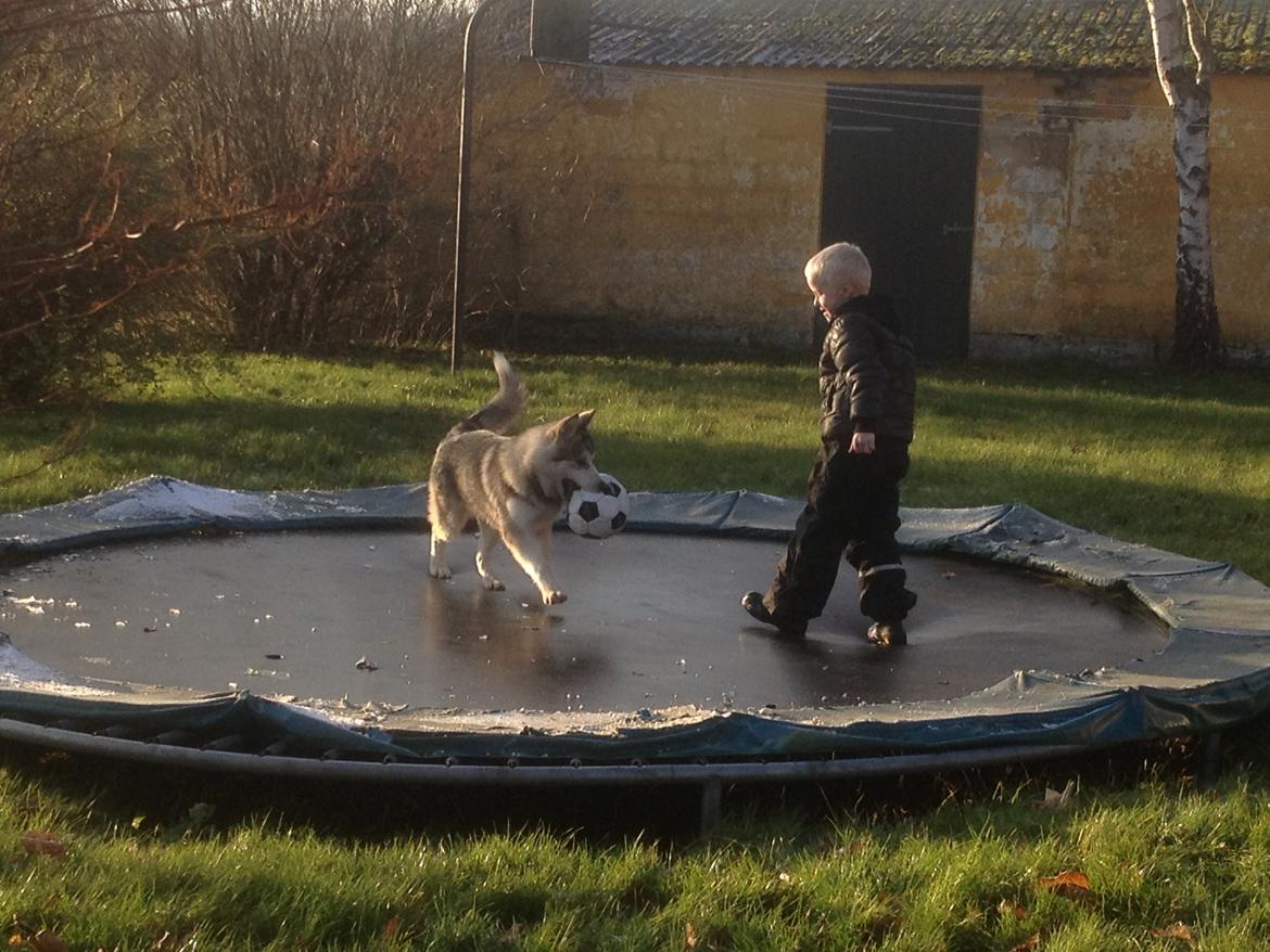 Alaskan malamute Koda billede 17