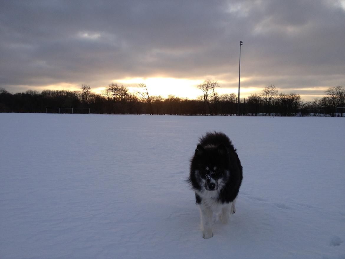 Blanding af racer Mester (Samojede/Islandsk Fårehund) - Mester i sit naturlige element. billede 6