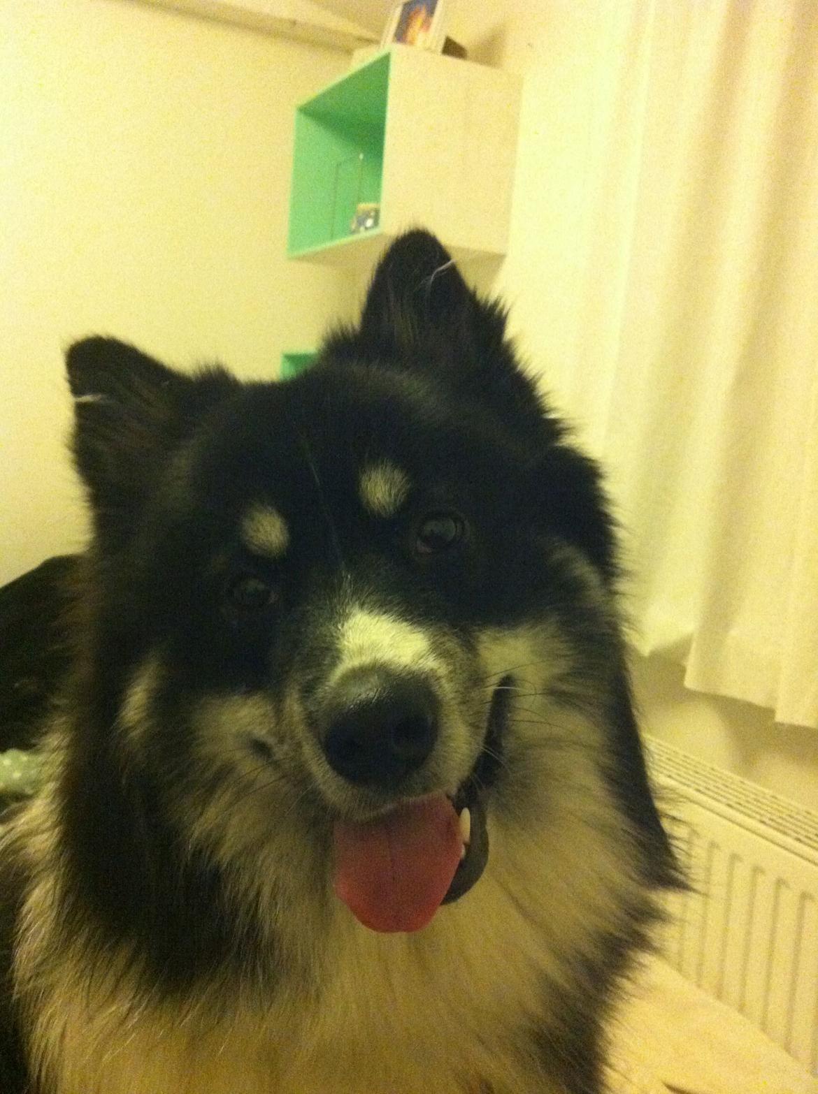 Blanding af racer Mester (Samojede/Islandsk Fårehund) - En lidt fræk og meget glad hund. billede 10