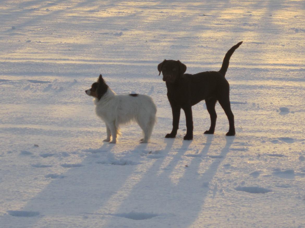 Blanding af racer Eddie billede 17