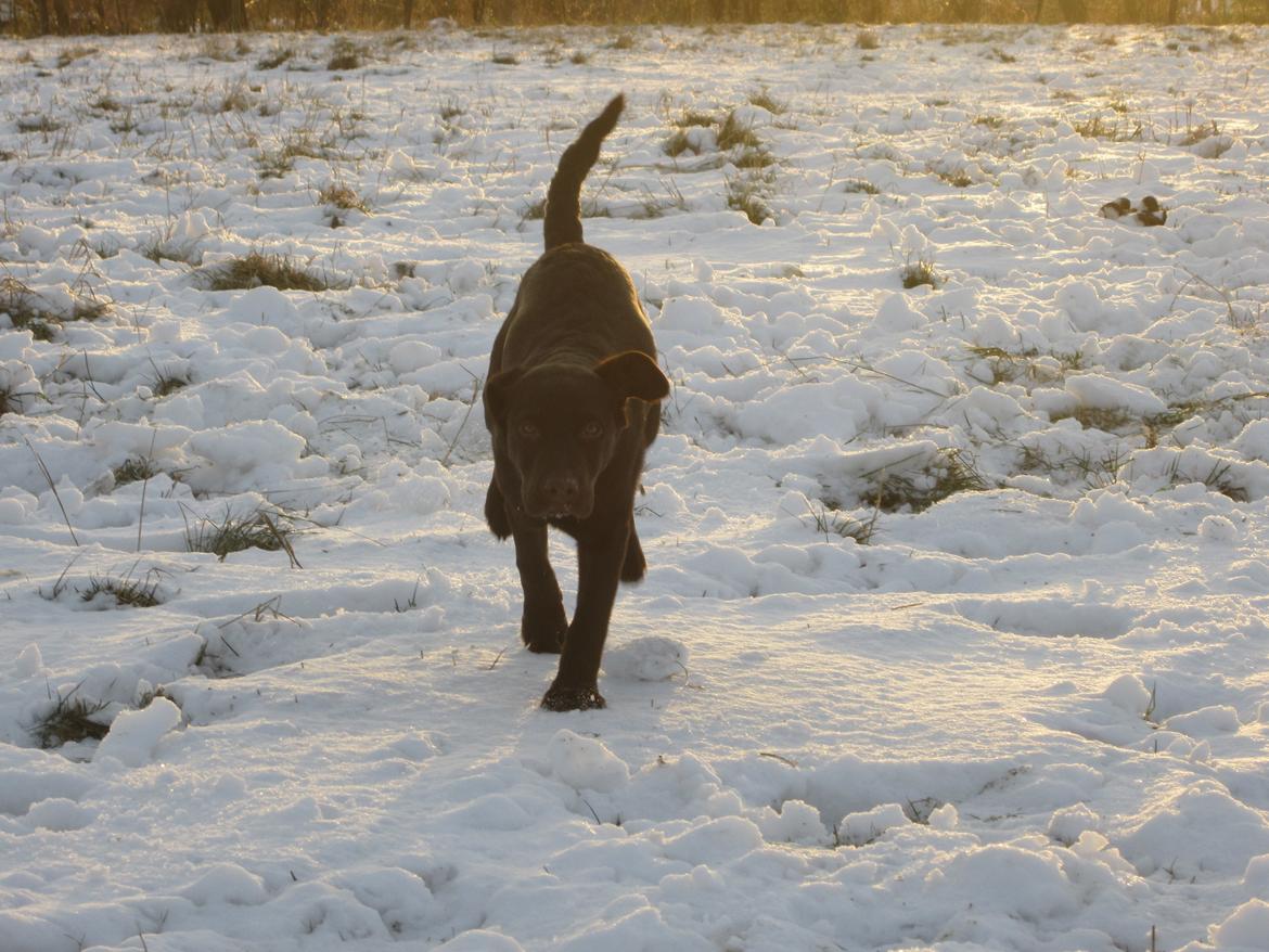 Blanding af racer Eddie billede 18