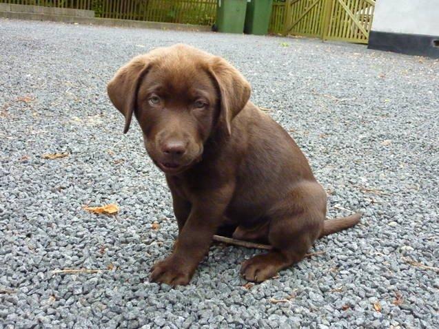 Labrador retriever Boogie billede 4