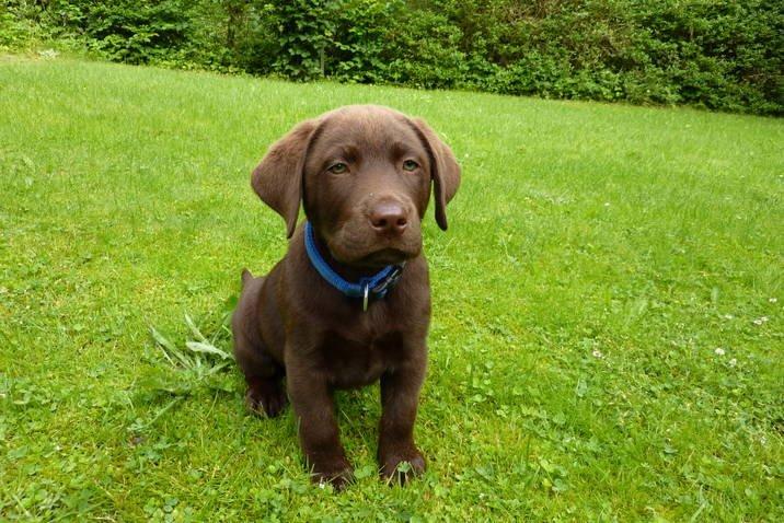 Labrador retriever Boogie billede 5