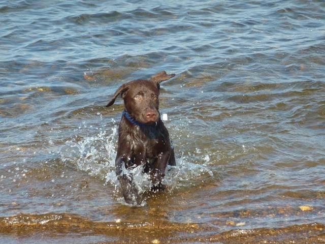 Labrador retriever Boogie billede 6