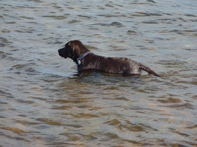 Labrador retriever Boogie billede 7