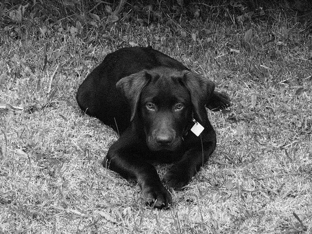 Labrador retriever Boogie billede 8