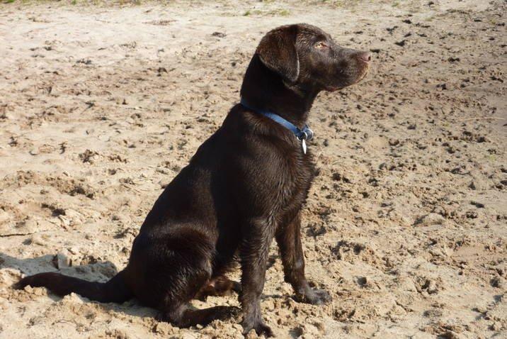 Labrador retriever Boogie billede 10