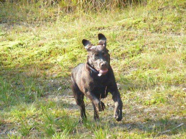 Labrador retriever Boogie billede 11