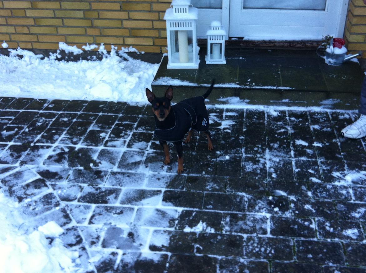 Dvaergpinscher Tyson - Julen 2012 billede 8