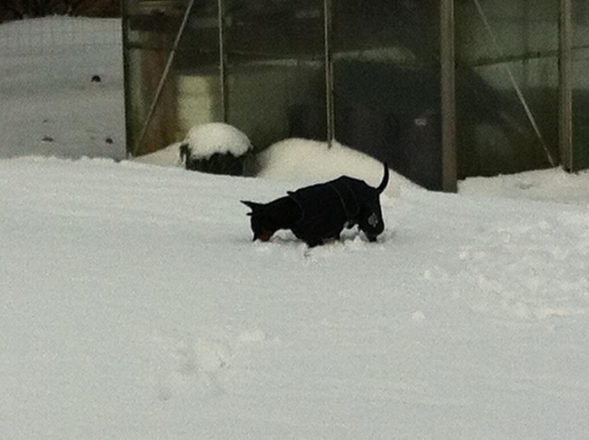 Dvaergpinscher Tyson - Julen 2012 billede 9