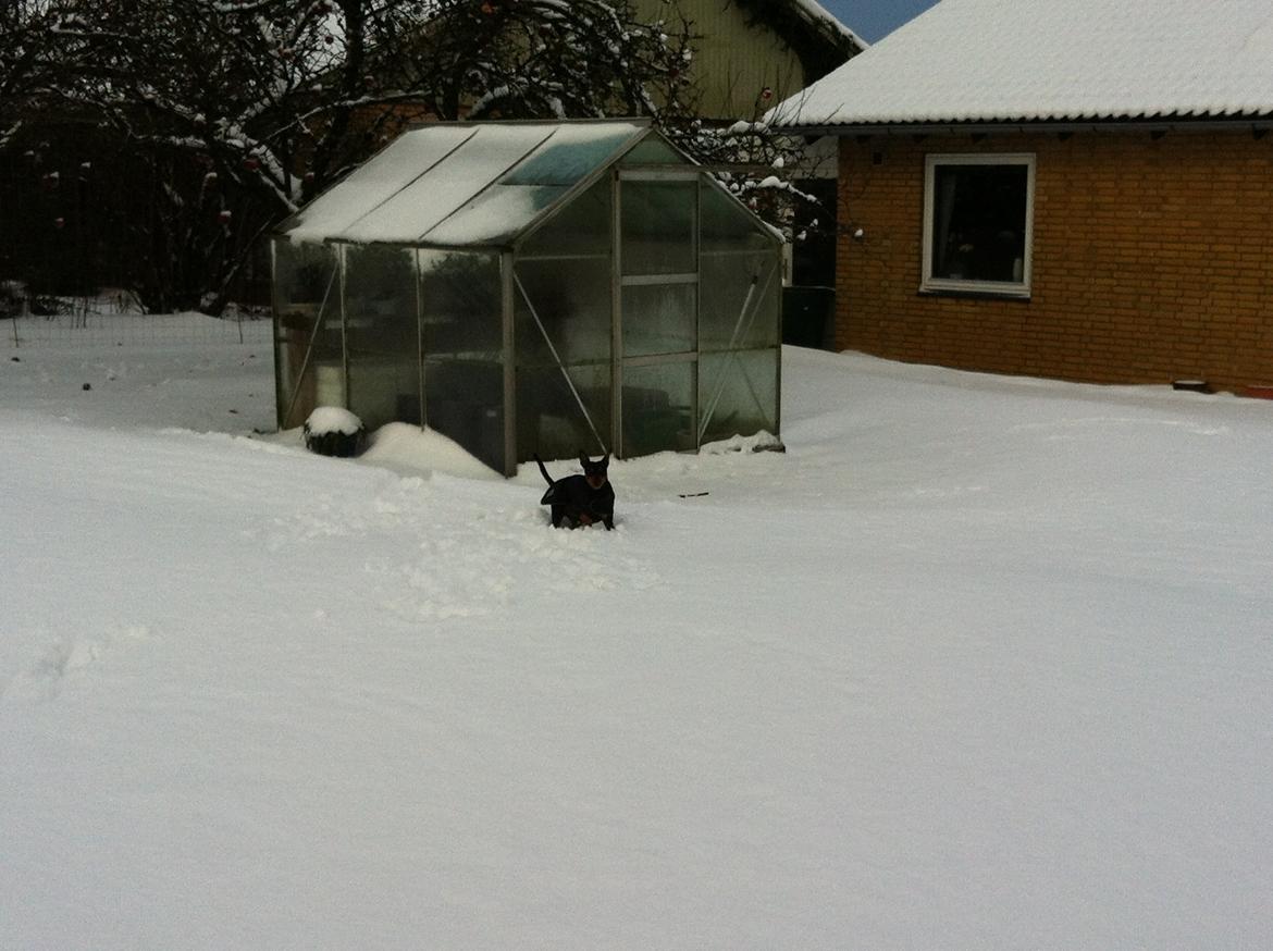 Dvaergpinscher Tyson - Julen 2012 billede 10