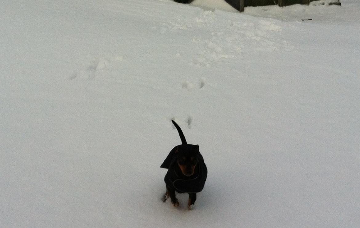 Dvaergpinscher Tyson - Julen 2012 - Det er dejligt at lege i sneen.. billede 11