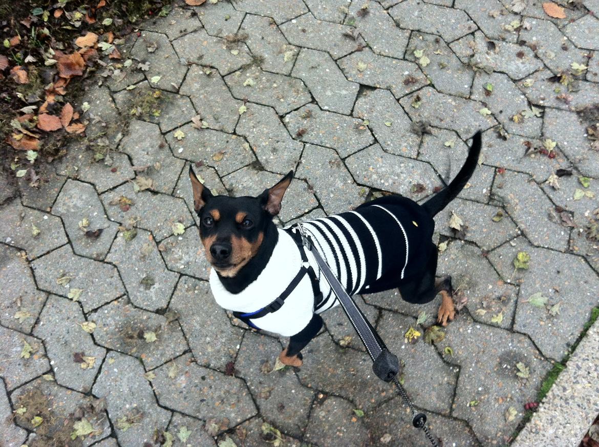 Dvaergpinscher Tyson - Efteråret 2012 billede 3