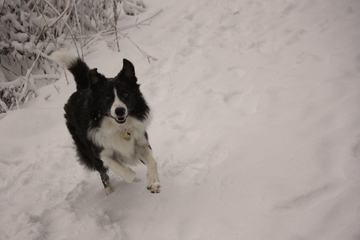 Border collie Aimee - JAHUUUUUU billede 20