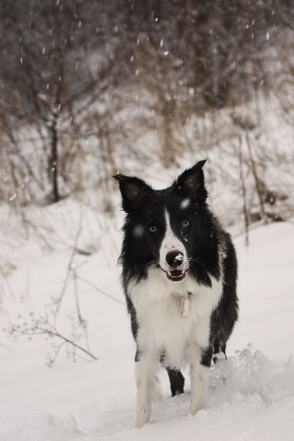 Border collie Aimee - På en iskold December dag :) billede 22