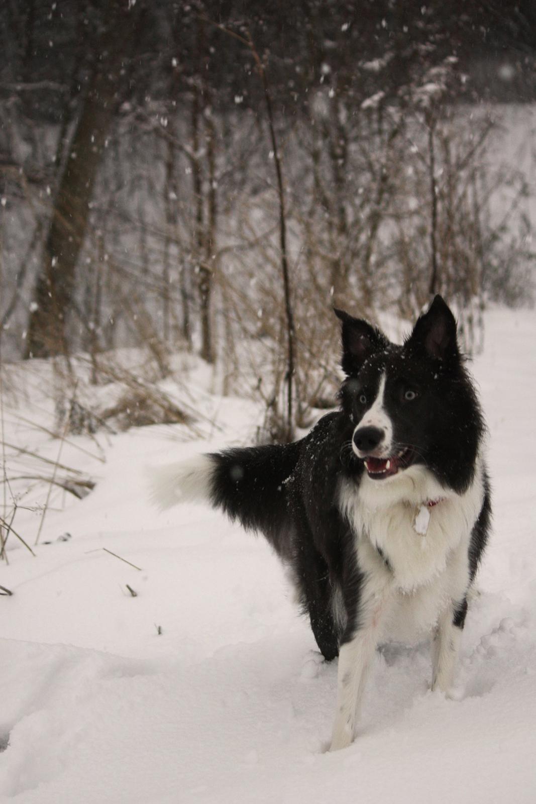 Border collie Aimee - Wuh! Hvad er sjovere end vand? Nemlig. Sne! billede 19
