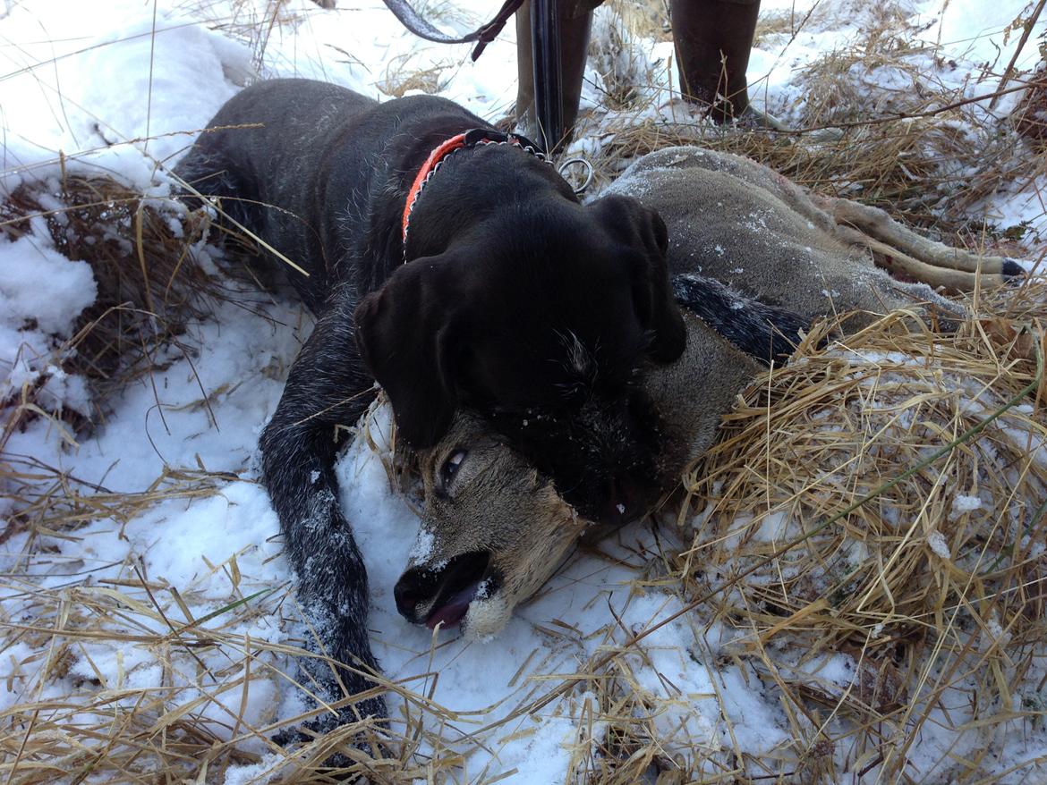 Ruhåret hønsehund Aico - Aico afliver et bukkelam. billede 2