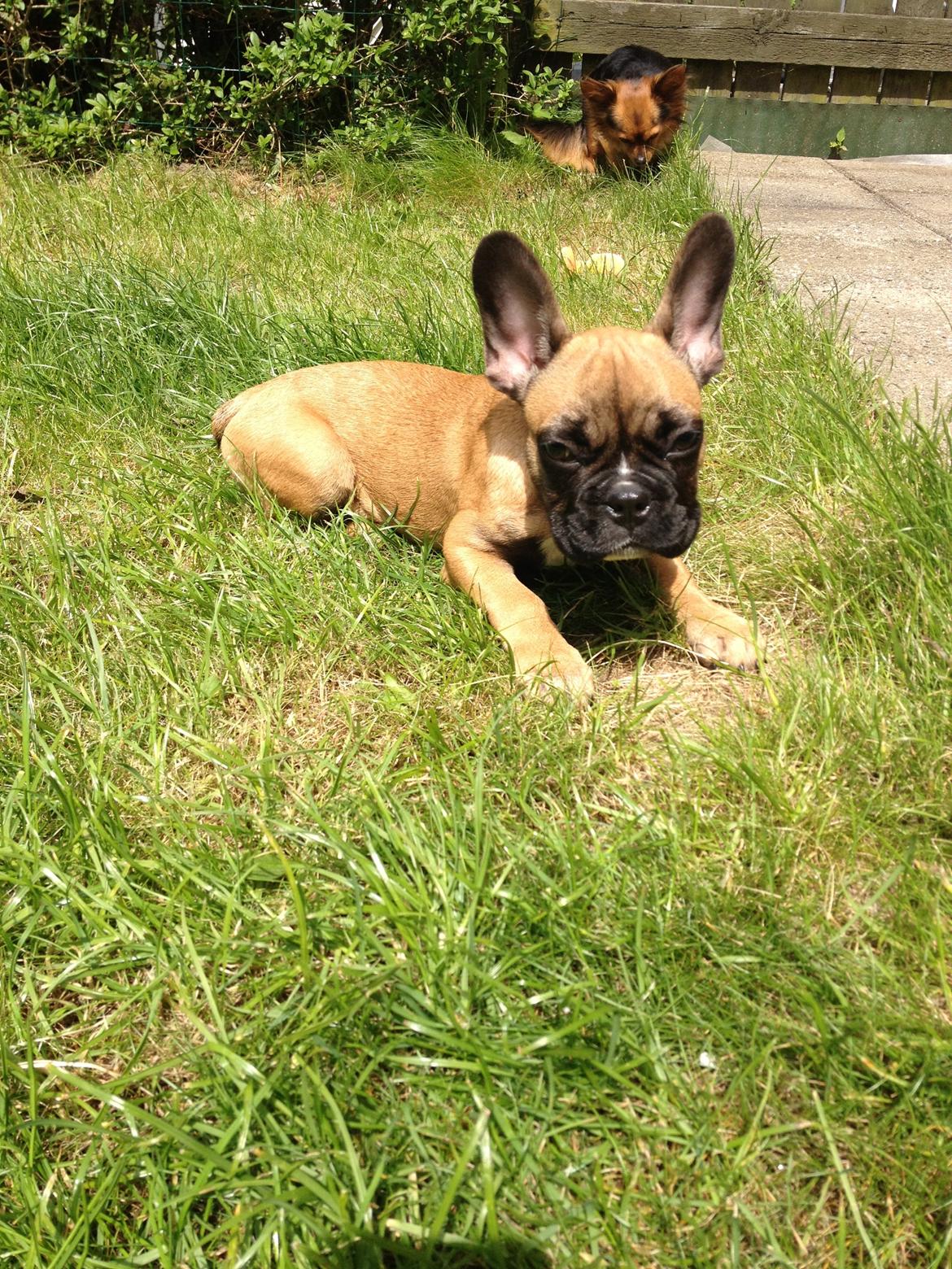 Fransk bulldog Mika billede 1