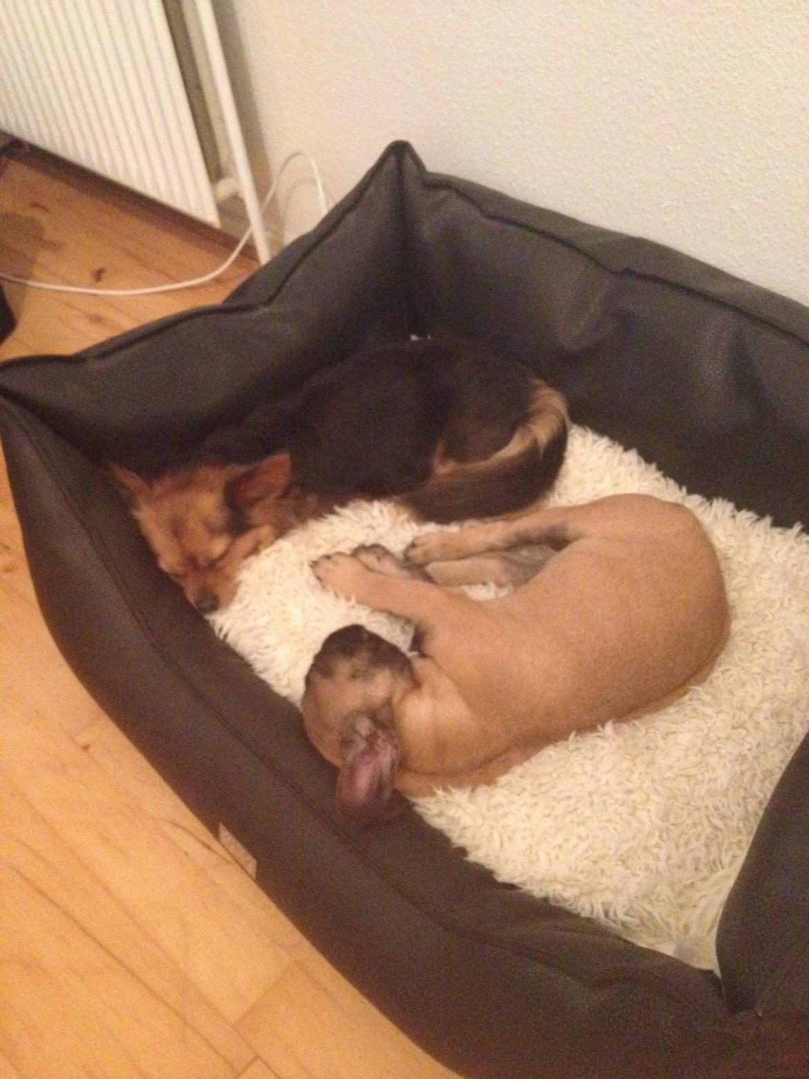 Fransk bulldog Mika billede 3