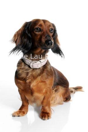 Gravhund Gizmo billede 1