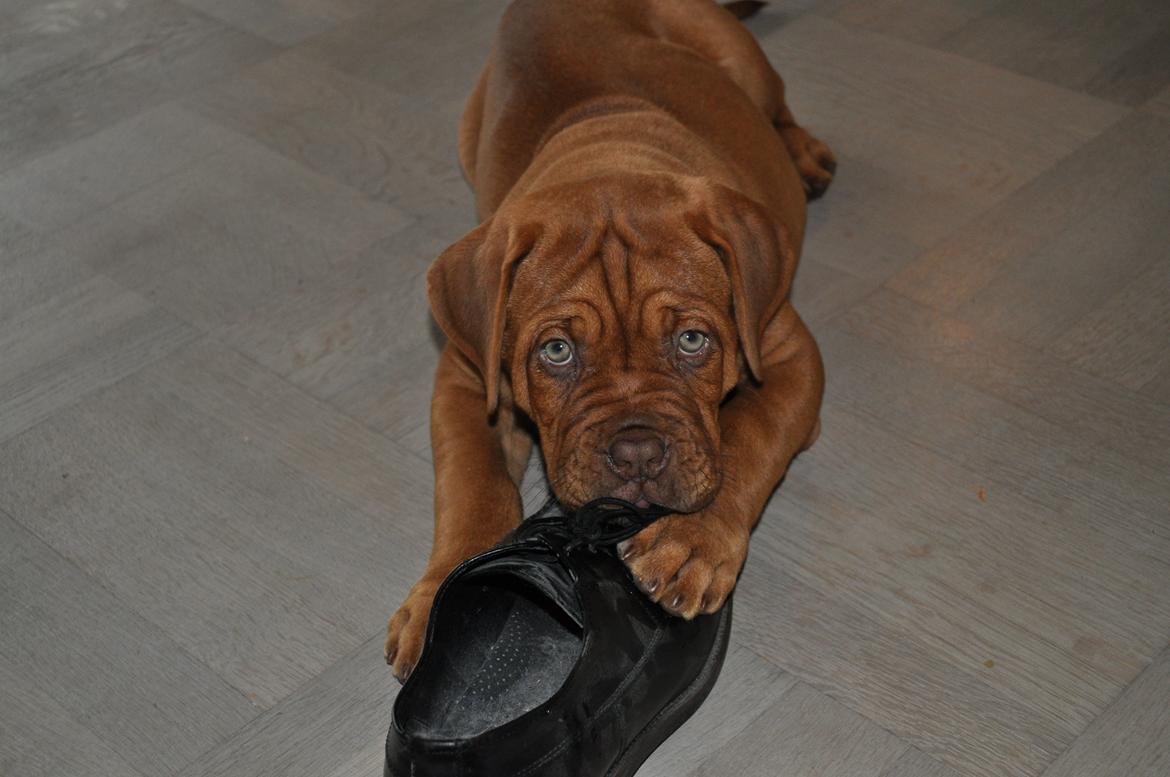 Dogue de bordeaux Siem Argos the guardian  ( Argo ) billede 1