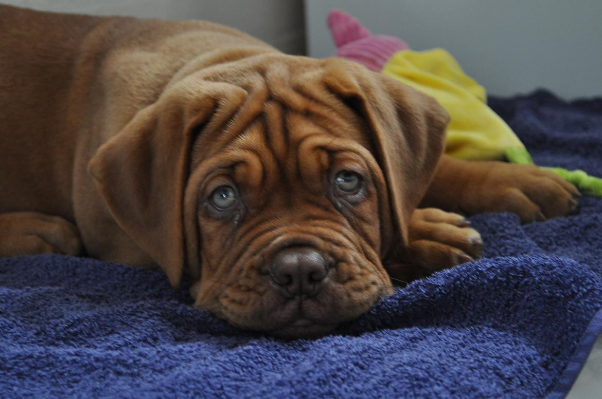 Dogue de bordeaux Siem Argos the guardian  ( Argo ) billede 2