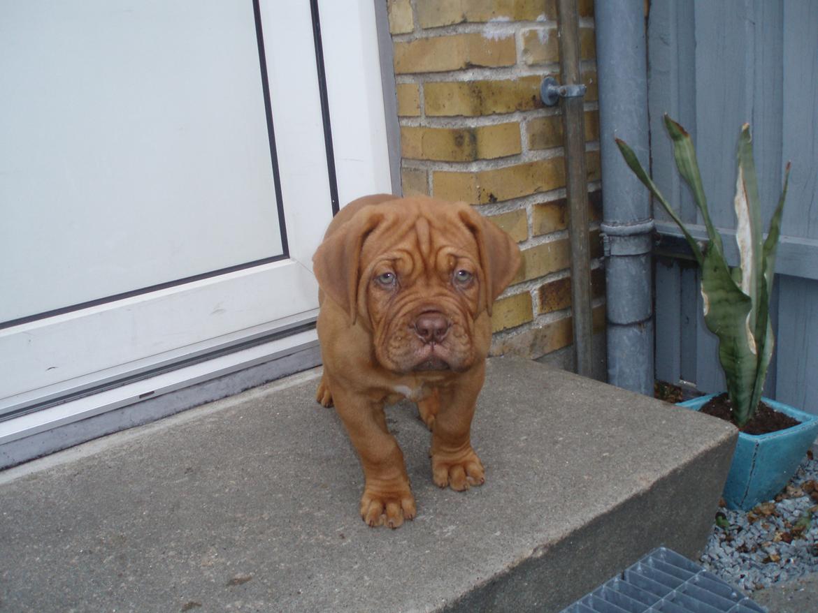 Dogue de bordeaux Siem Argos the guardian  ( Argo ) billede 3