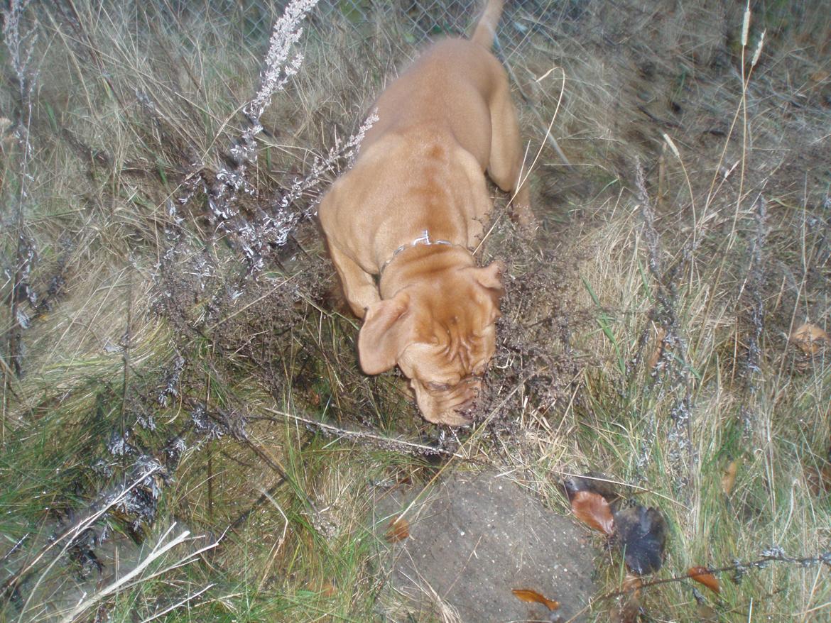 Dogue de bordeaux Siem Argos the guardian  ( Argo ) billede 4