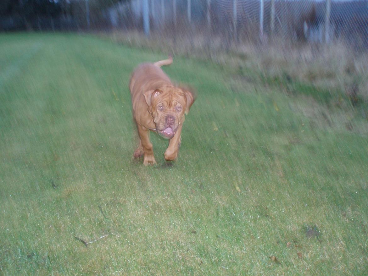 Dogue de bordeaux Siem Argos the guardian  ( Argo ) billede 5