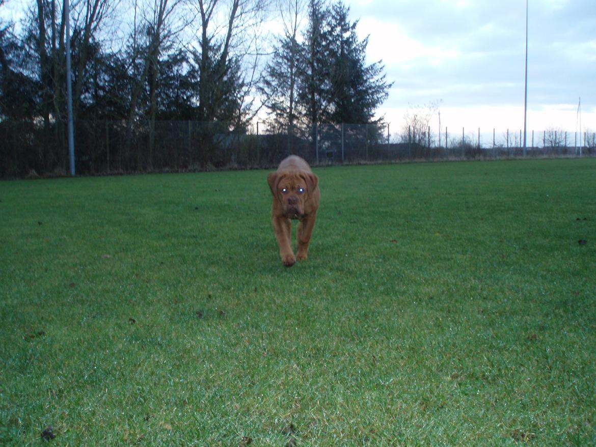 Dogue de bordeaux Siem Argos the guardian  ( Argo ) billede 6